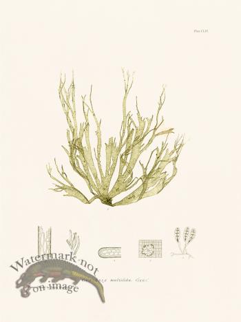 Bradbury Seaweed 154